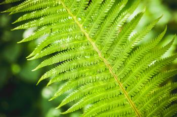 Bright green fern leaf fragment, natural background photo