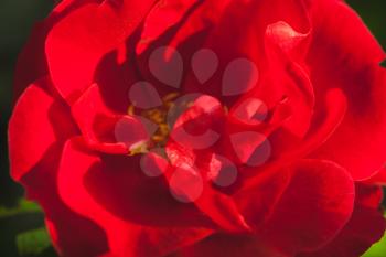 Bright red rose, macro photo with soft selective focus