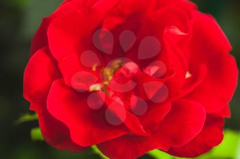 Bright red rose flower, macro photo with soft selective focus