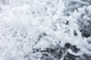 Bush branches covered with show and frost, winter nature,  background photo