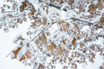 Oak tree branches covered with show, winter natural background photo
