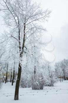 Trees covered with snow and frost in winter park. Vertical background photo
