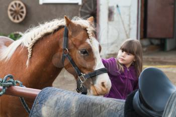 Little girl strokes brown horse with braided mane, photo with selective focus 