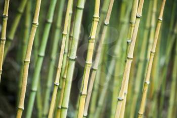 Green bamboo trunks, background photo with selective focus