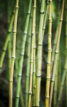 Green bamboo trunks, vertical background photo with selective focus