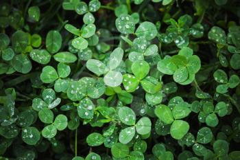 Wild green clover leaves, background photo texture
