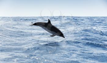 Common Dolphin jumps in Atlantic Ocean near Madeira Island, Portugal