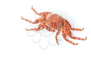 Red European Shore crab isolated on white background with soft shadow