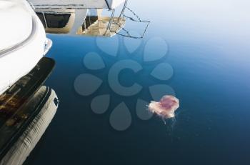 Lions Mane Jellyfish Cyanea capillata floating near moored yachts in Norwegian Sea