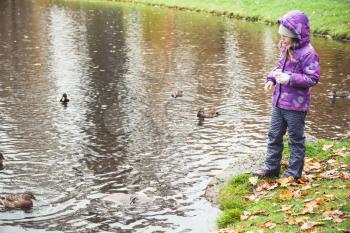 Little girl feeds ducks on lake in autumn park