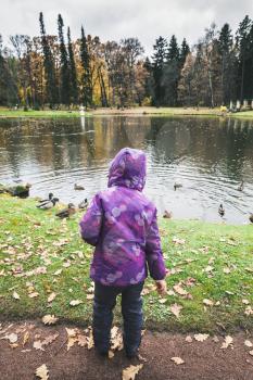 Little girl feeds ducks on pond in autumn park