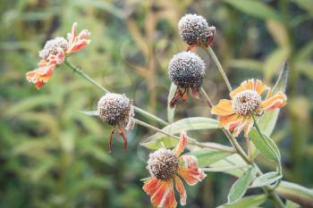 Early frosts. Helenium flowers covered with white frost, macro photo with selective focus