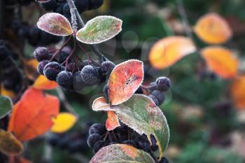 Aronia berries in October. Chokeberry covered with hoarfrost, macro photo with selective focus