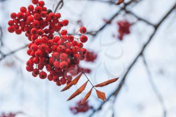 European rowan fruits, macro photo of red berries in autumn with selective focus