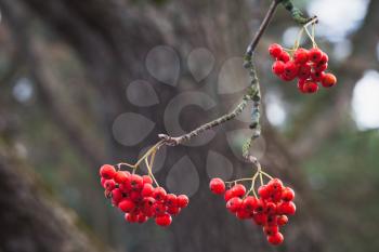 European rowan fruits, macro photo of red berries in autumn