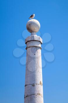 Seagull sitting on white stone coastal column. Cais das Colunas, Lisbon, Portugal