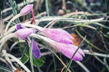 Crocus flowers covered with frost grow on autumn meadow. Macro photo with selective focus