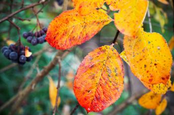 Colorful Aronia leaves in October, macro photo with selective focus