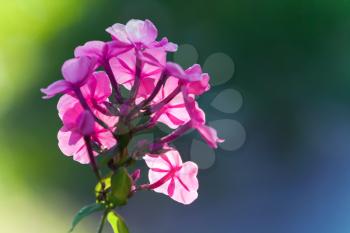 Bright pink phlox flowers in summer garden, closeup photo with selective focus