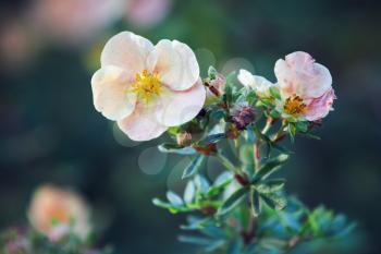 Dasiphora fruticosa flowers in summer garden, close up photo with selective focus