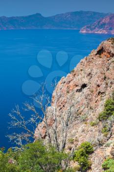 Coastal rocks with dead tree. Landscape of French mountainous Mediterranean island Corsica. Corse-du-Sud, Piana. Vertical photo