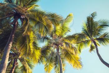 Palm trees under blue sky, Dominican republic nature. Background photo with colorful tonal filter effect