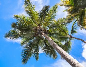 Coconut palm trees under blue cloudy sky, tropical nature background, Dominican republic
