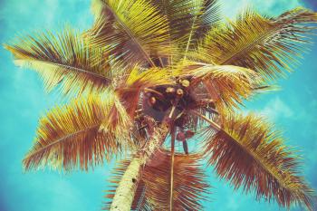 Coconut palm tree leaves under bright sky background. Colorful tonal correction photo filter effect