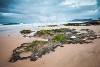 Wet coastal stones with green seaweed on the beach of Porto Santo island, Madeira archipelago, Portugal