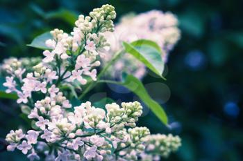 Lilac flowers, macro photo, selective focus. Flowering woody plant in summer garden. Toned photo