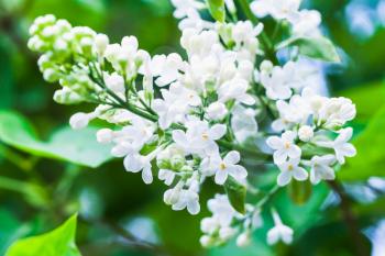 White lilac flowers, macro photo, selective focus. Flowering woody plant in summer garden