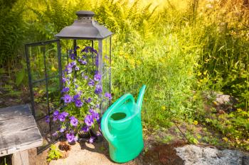 Green watering can stands near decorative flowers in summer garden