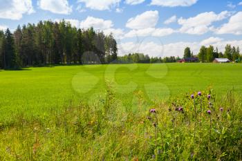 Rural summer landscape, green field and forest under blue sky with clouds. Finland