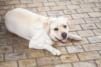 Yellow Labrador Retriever lays on a cobblestone ground