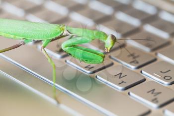Mantis pressing keys on a laptop keyboard, computer bug or hacker metaphor