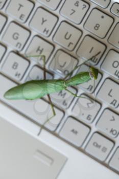 Green insect pressing keys on a laptop keyboard, mantis as a computer bug or hacker metaphor. Top view