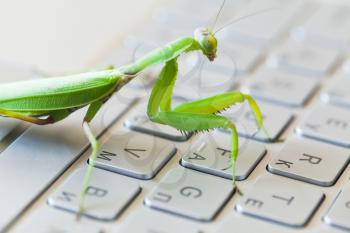 Green insect pressing keys on a laptop keyboard, mantis as a computer bug or hacker metaphor