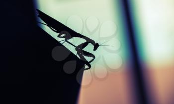 Mantis. Black insect silhouette on blurred colorful background, macro photo