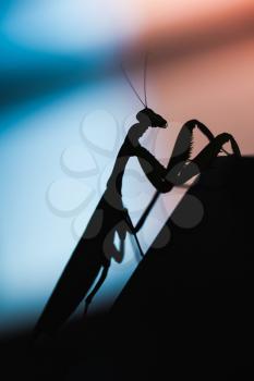 Mantis. Black insect silhouette on blurred background, vertical macro photo