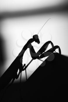 Black silhouette of mantis insect on blurred background, black and white macro photo
