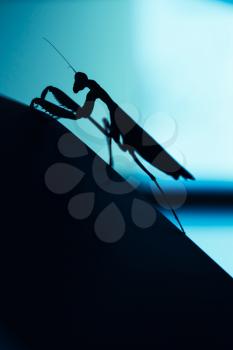 Black silhouette of mantis insect on blurred blue background, macro photo