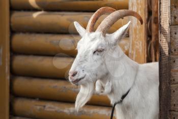 White goat looks out of a wooden barn, close-up portrait with selective focus