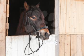 Portrait of a horse standing in stable on farm, Russia