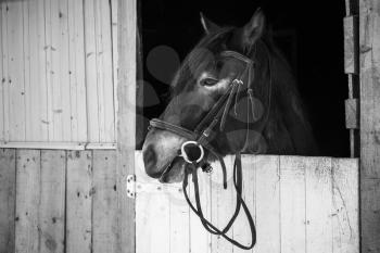 Black and white portrait of a horse standing in stable on farm, Russia