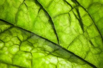 Green leaf macro photo with veins texture, natural background photo with selective focus