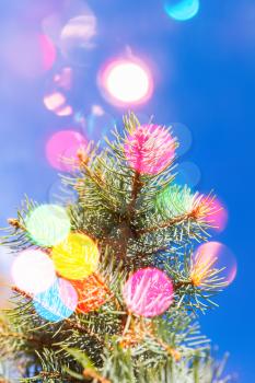Spruce branch with colorful blurred lights on a blue background, vertical macro photo with bokeh effect