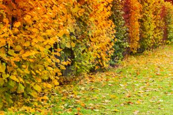 Decorative bushes with colorful leaves grow in a row in autumn park, fall background