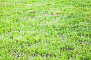 Green grass of just trimmed lawn, background photo with selective focus