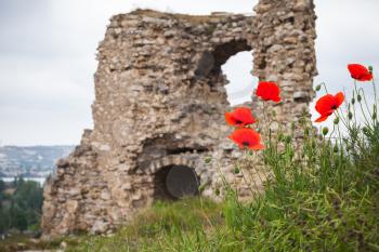 Poppies growing near ruins of ancient fortress Calamita in Inkerman, Crimea