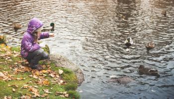 Sitting little girl feeds ducks on a small lake coast in autumn park